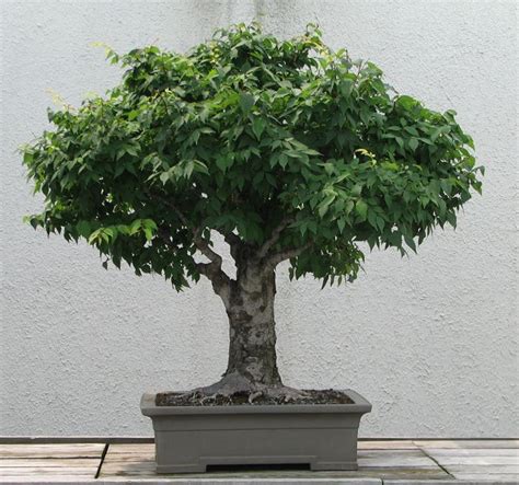 bonsai prezzi e offerte.
